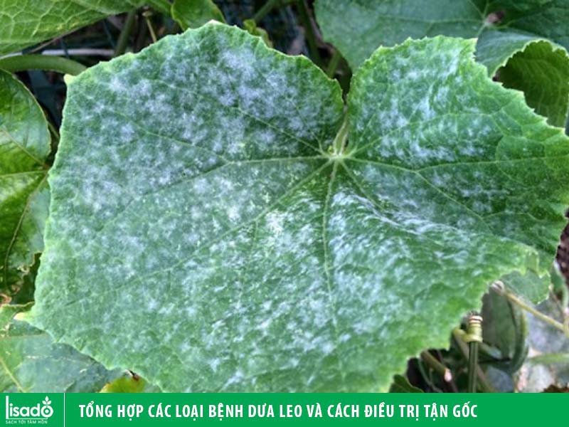 Tổng hợp các loại bệnh dưa leo và cách điều trị tận gốc Copy