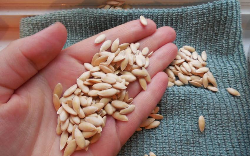 Cách xử lý hạt giống trước khi gieo Copy